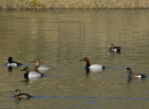 Ring-necked ducks, Canvassback and American Widgeon. Page Springs. IBA.