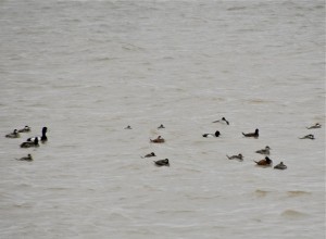 Scaup species and Ruddy Ducks riding out the last gusts of a storm.