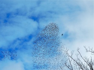 Starling flock and Red-tailed hawk