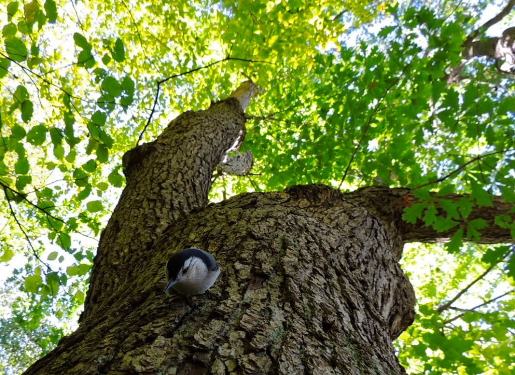 White-breasted Nuthatch. Nuthatches, unlike woodpeckers usually go head first down a tree